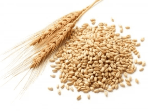 Milling wheat